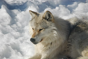 brown wolf dog on snowfield, haliburton