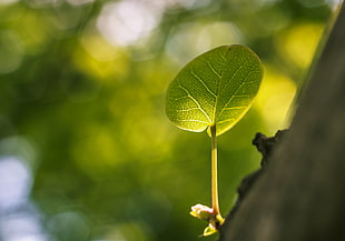 closeup photography of green leaf plant HD wallpaper