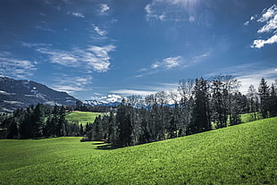 green grass field during daytime HD wallpaper