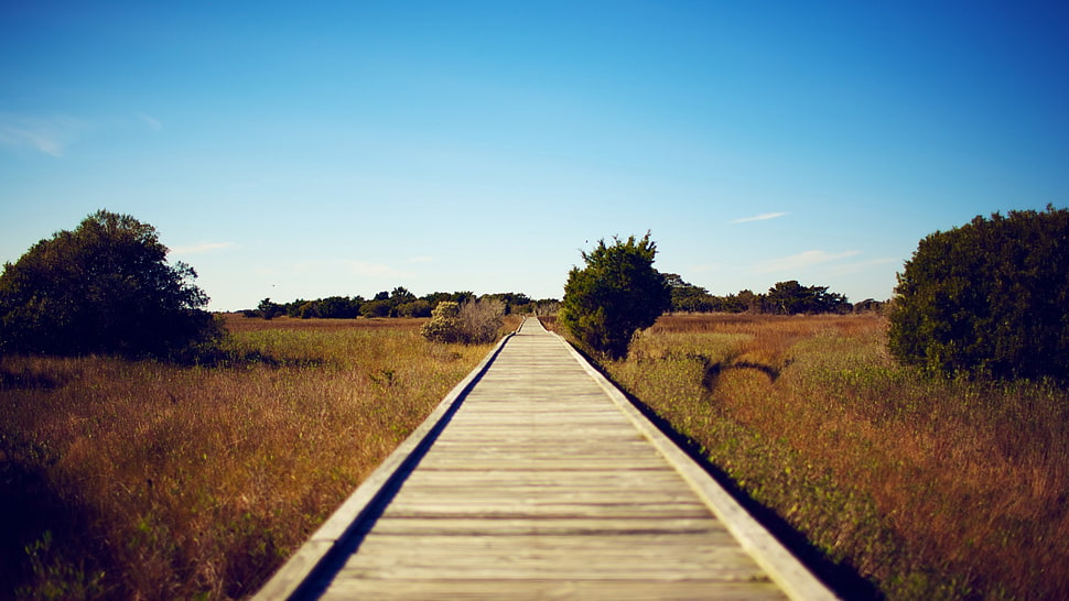 green leafed trees, path HD wallpaper