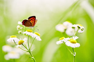 focus photography of red and brown butterfly brown daisy flower