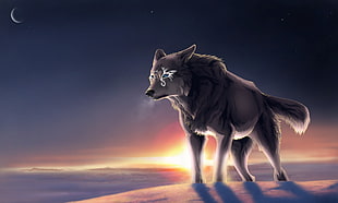 gray wolf graphic wallpaper