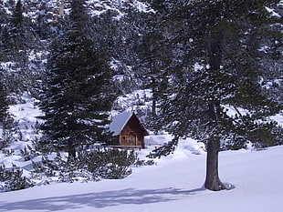 brown cabin covered with snow