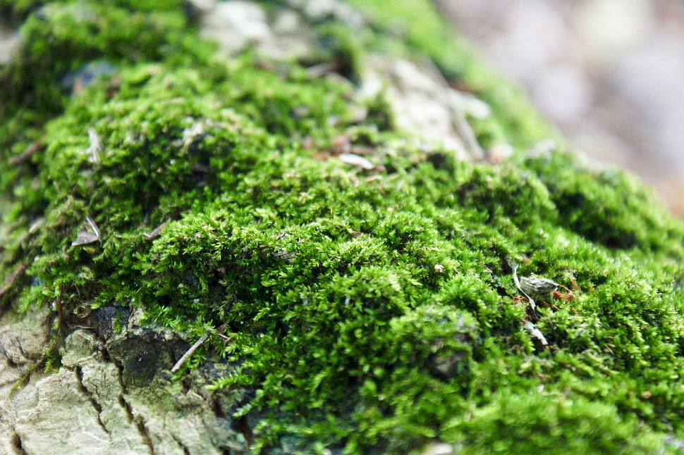 green moss, Moss, Close-up, Grass HD wallpaper