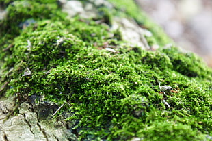green moss, Moss, Close-up, Grass