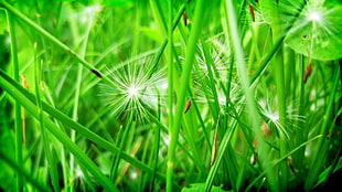 green grass with dandelion HD wallpaper
