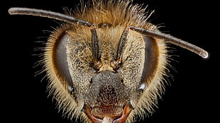 close-up photography of insect head
