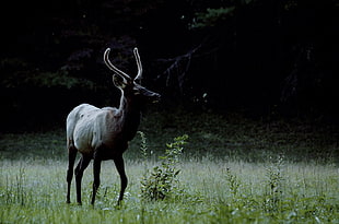 gray deer, deer, forest, grass, field HD wallpaper
