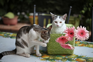 two white-and-black cats near pink Gerbera flowers during daytime