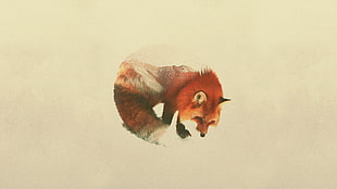 red and white fox photo, double exposure, Andreas Lie, animals HD wallpaper