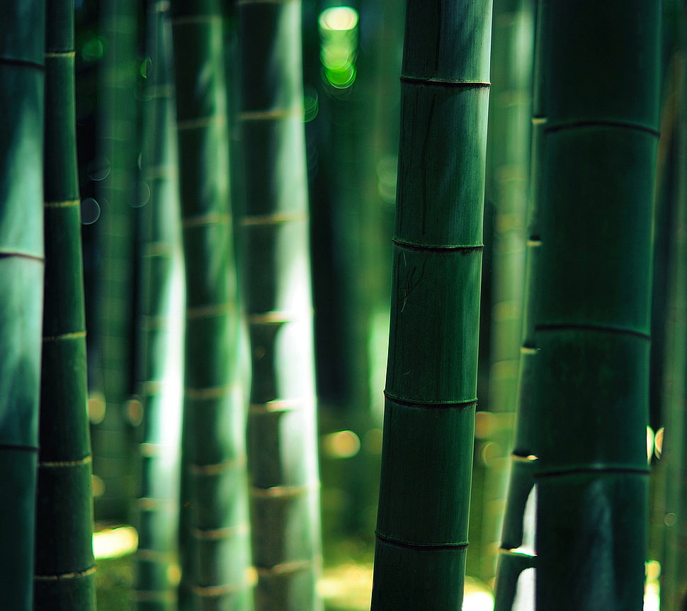 green and black wooden cabinet, bamboo, sunlight, bokeh, depth of field HD wallpaper