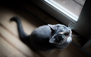 black and white tabby cat, cat, animals