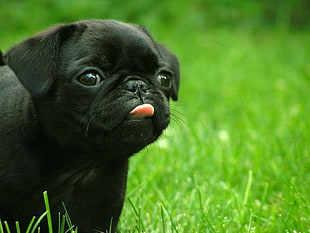 black Pug puppy sticking tongue out