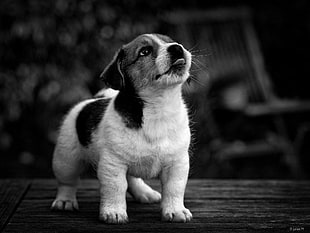 black and white Siberian Husky, photography, animals, dog
