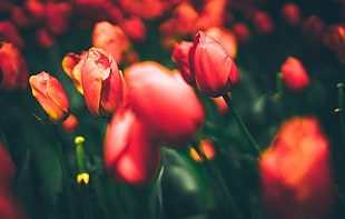 selective focus photography of red tulip flowers