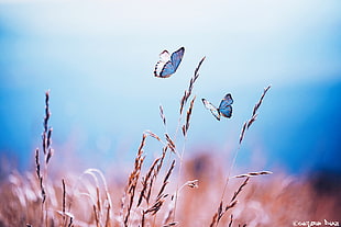 two Morpho butterfly on brown wheat during daytime, butterflies