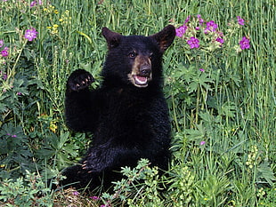 black Bear in grass field during daytime