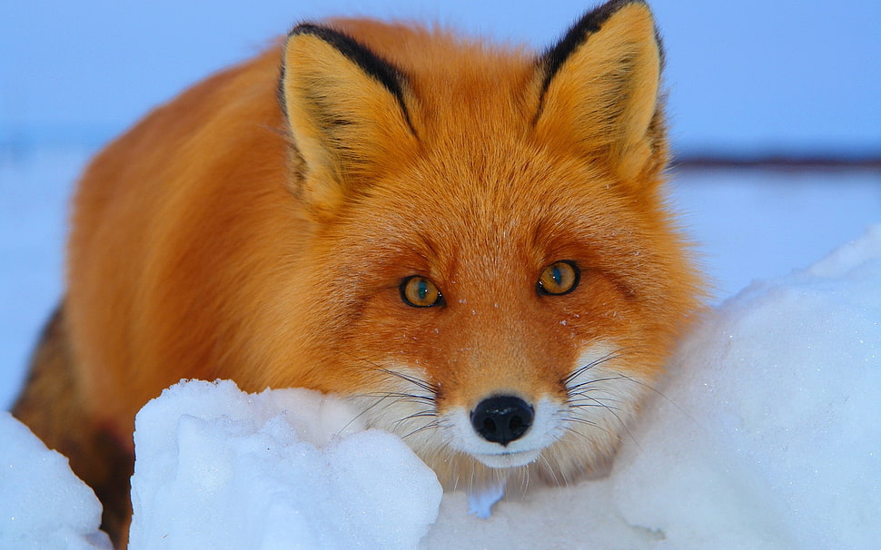 brown and white fox on snow HD wallpaper