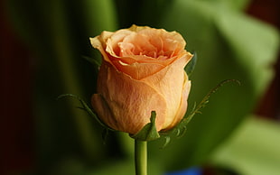 focus photography of orange Rose flwoer