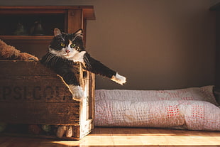 cat on crate near blanket HD wallpaper