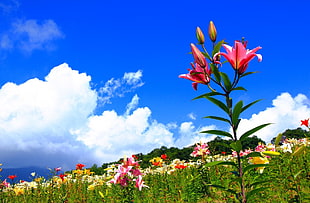 landscape photography of bed of flowers