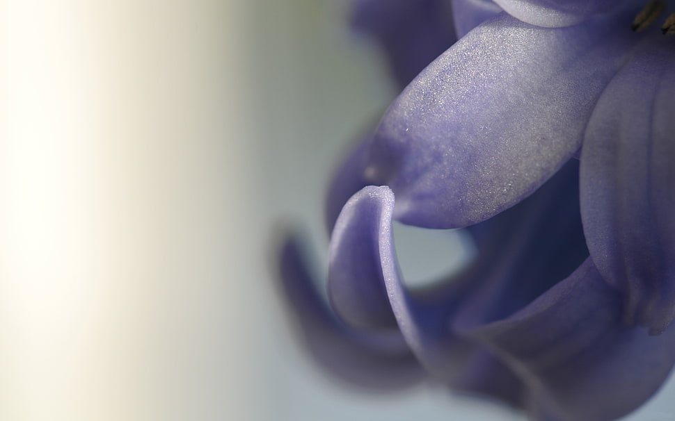 purple petaled flower macro photography HD wallpaper