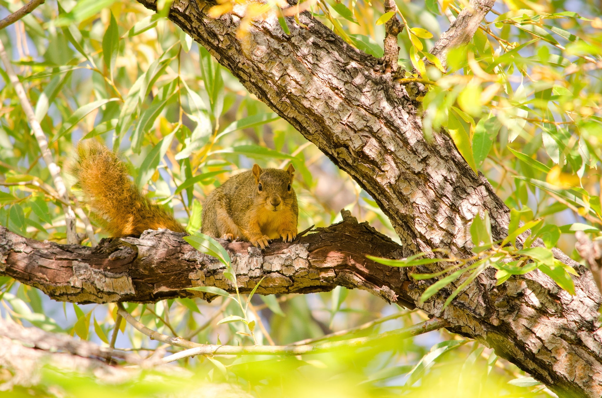 brown and black squirrel on brown tree branch