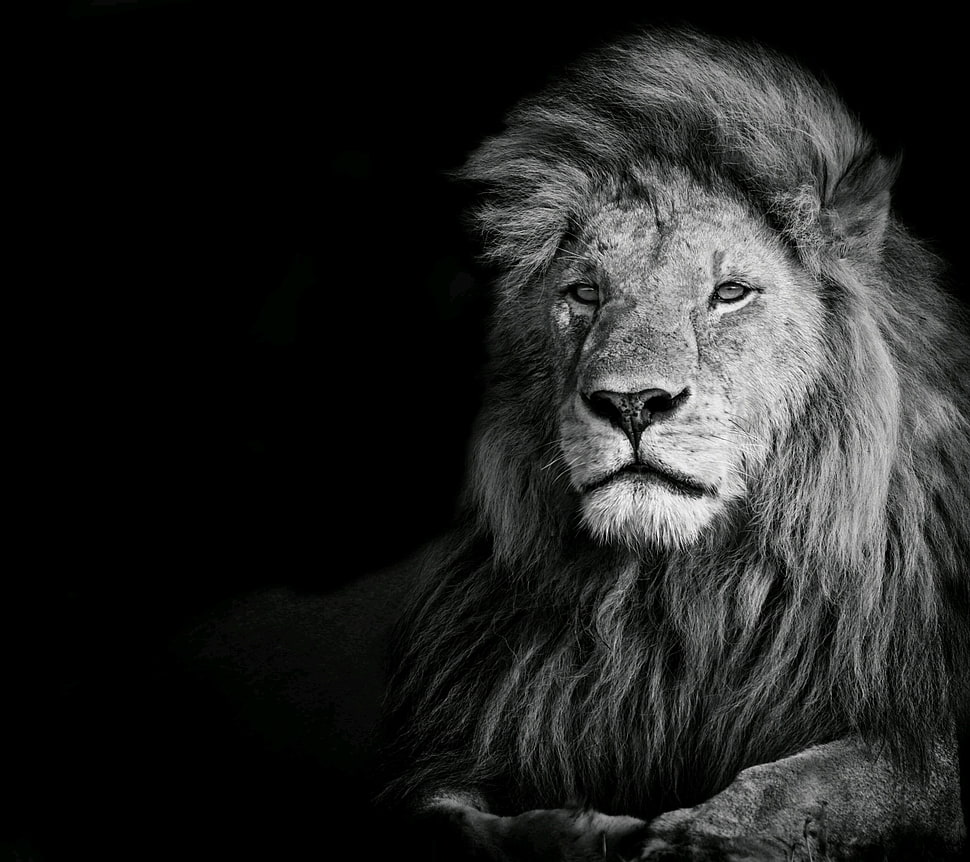 lion illustration, photography, animals, lion HD wallpaper