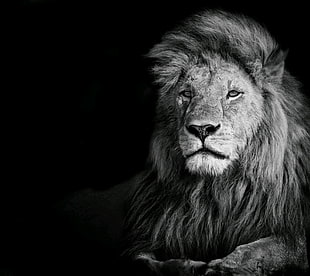 lion illustration, photography, animals, lion