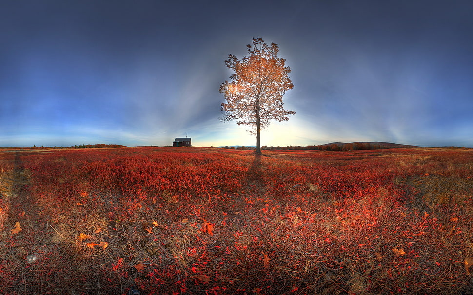 brown and white tree painting, landscape HD wallpaper