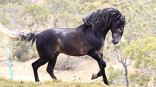 black horse, animals, horse HD wallpaper