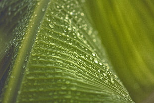 dew on green leaf HD wallpaper