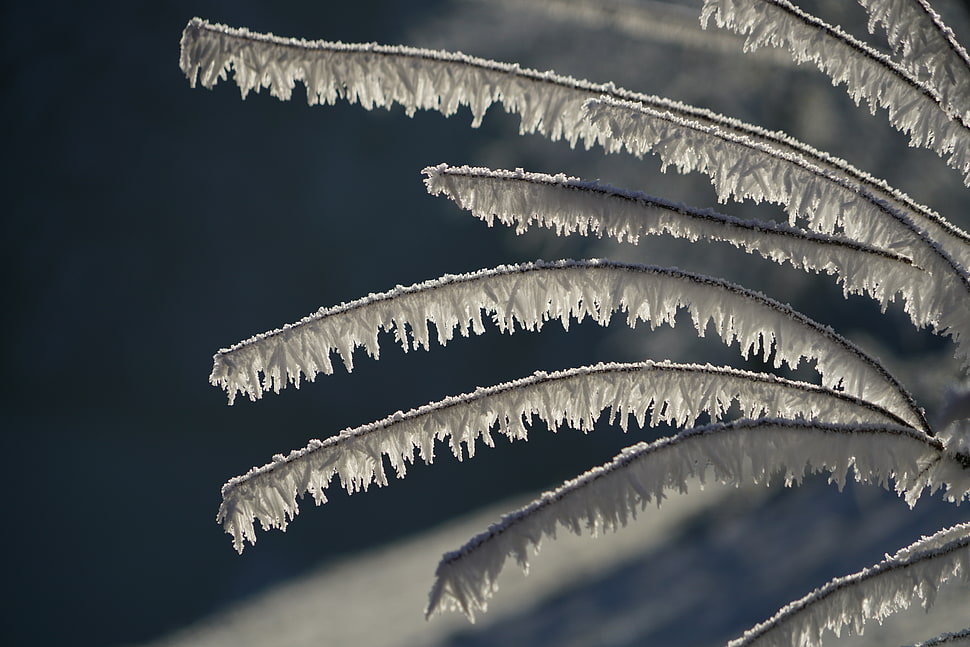 closed up photo of leaf during winter HD wallpaper