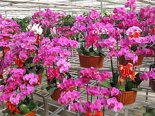 pink Moth Orchid flowers with brown pots