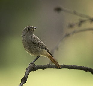 gray bird perched on gray branch, black redstart