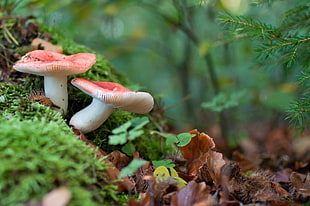 white mushrooms, forest, mushroom, macro, nature HD wallpaper