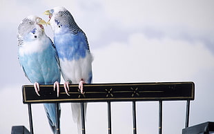 teal and blue budgerigars perched on black wooden chair