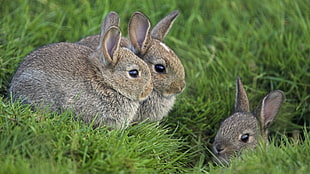 three gray rabbits, animals, nature, rabbits HD wallpaper
