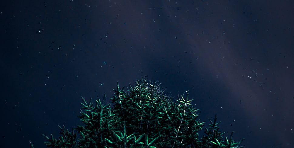 green leafed plants, night, stars, night sky HD wallpaper