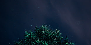 green leafed plants, night, stars, night sky HD wallpaper