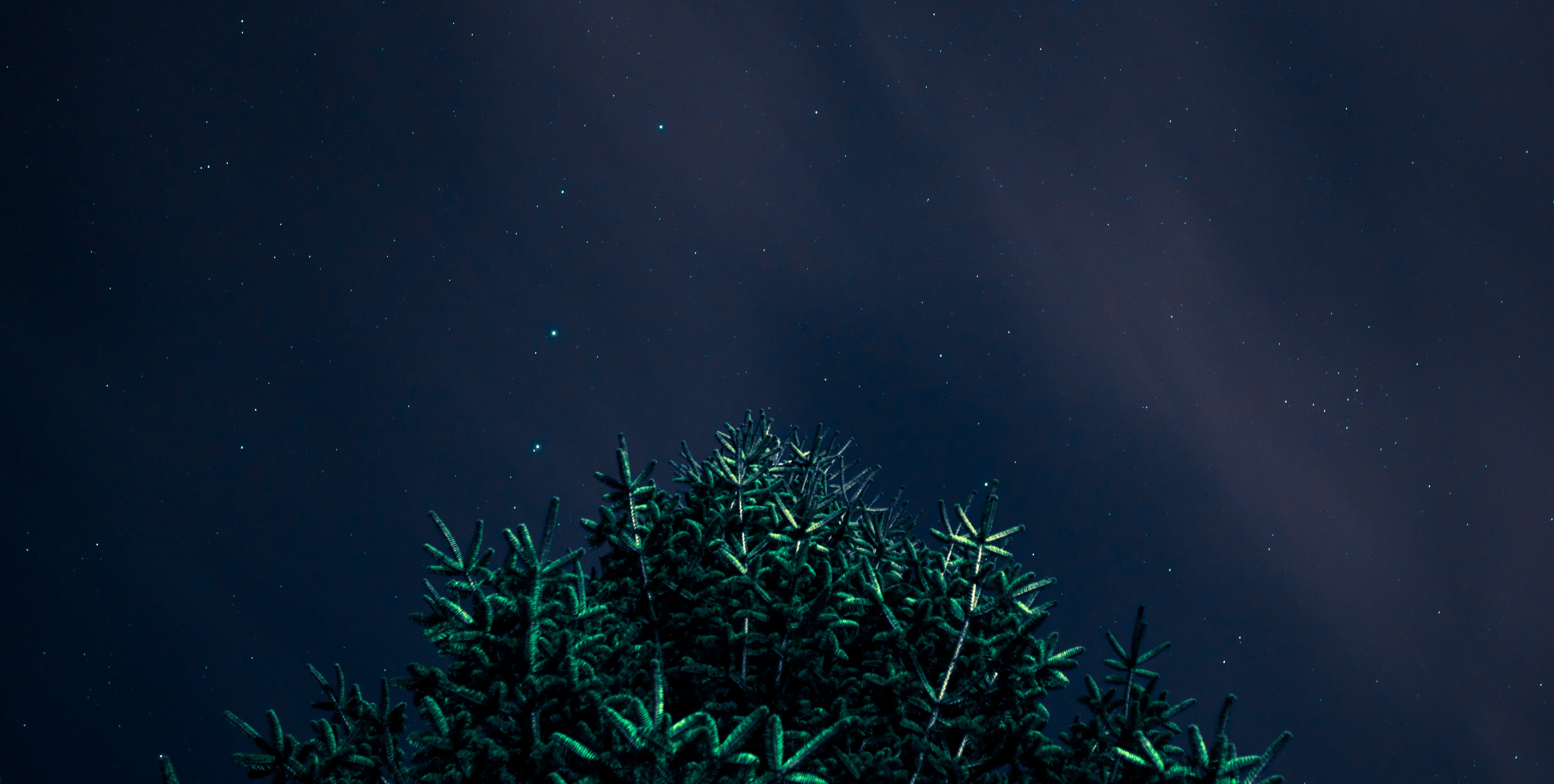 green leafed plants, night, stars, night sky