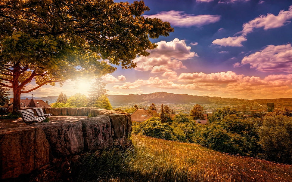 green leafed trees, landscape HD wallpaper