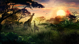 two brown giraffes, animals, giraffes, landscape, Sun