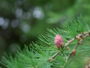 pink pine cone HD wallpaper