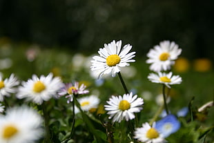 white Daisy flowers