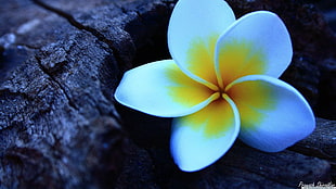 white and yellow periwinkle, Plumeria, flowers