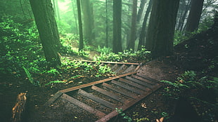 brown wooden ladder, trees, stairs, deep forest, forest
