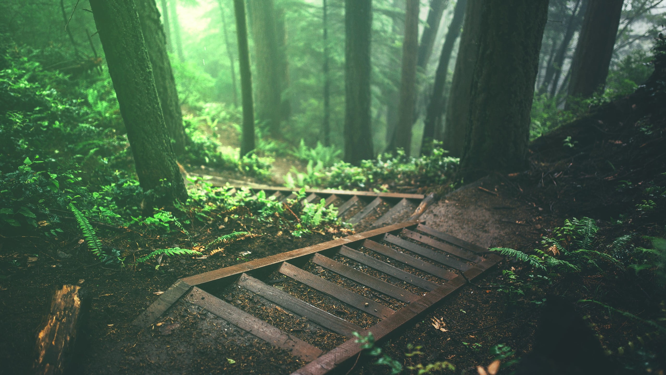 brown wooden ladder, trees, stairs, deep forest, forest HD wallpaper.