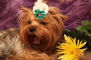 adult Yorkshire Terrier on focus photo
