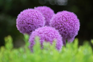macroshot photo of purple dandelion